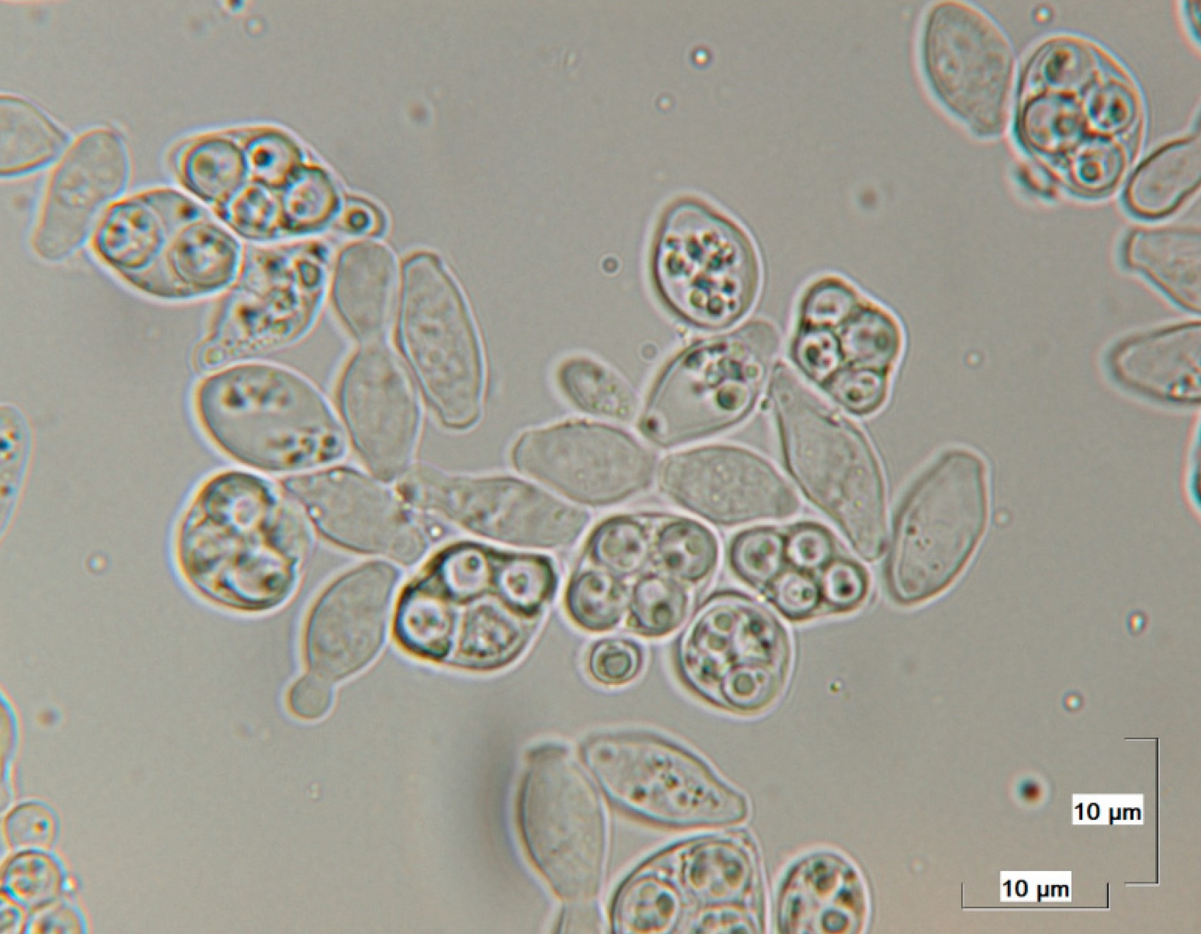 Представитель Семейства Saccharomycodaceae